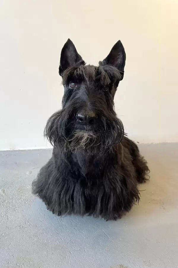 Bonnie